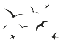 vector