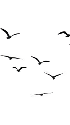 vector